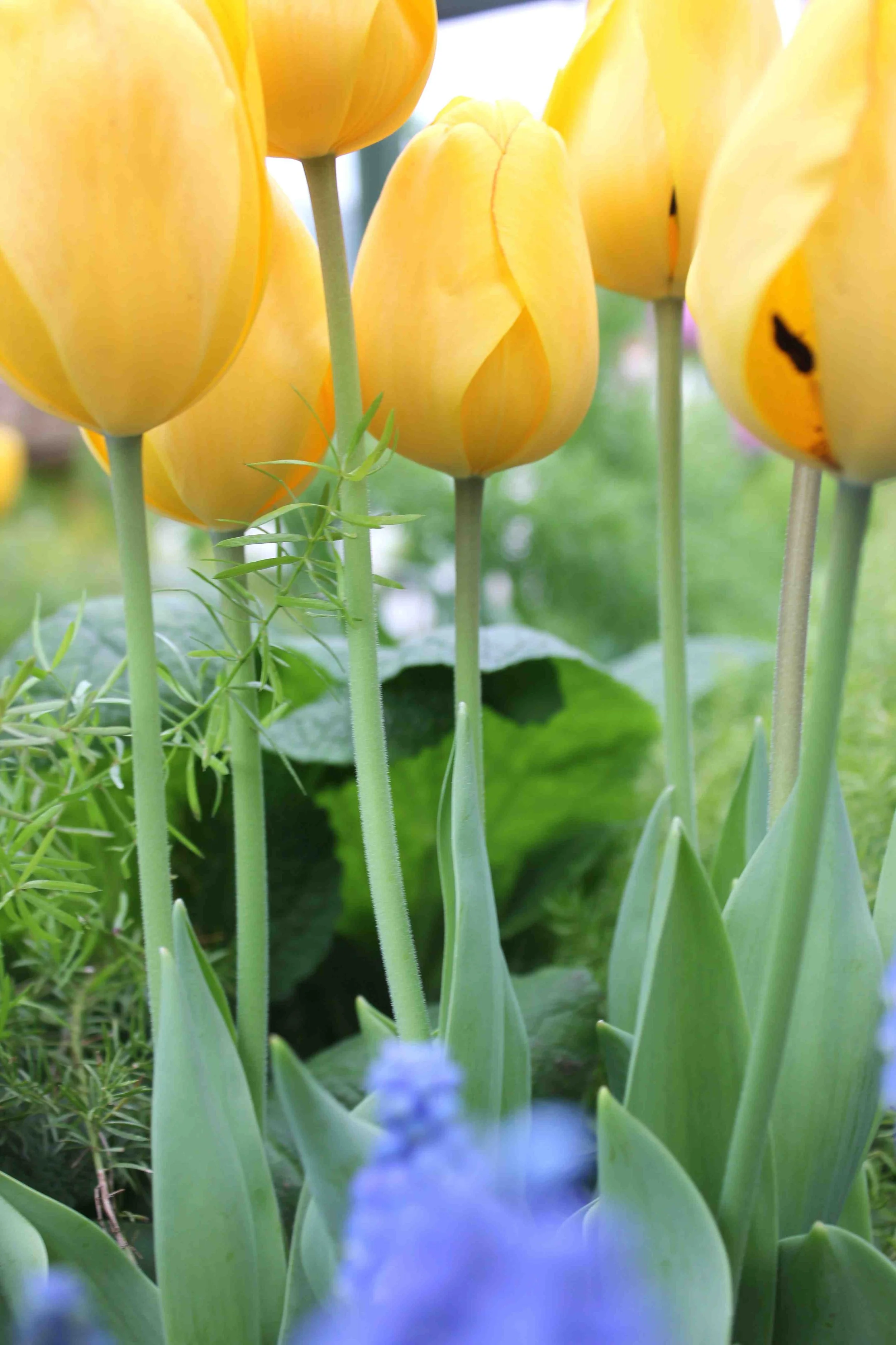 Niagara Falls Floral Showhouse