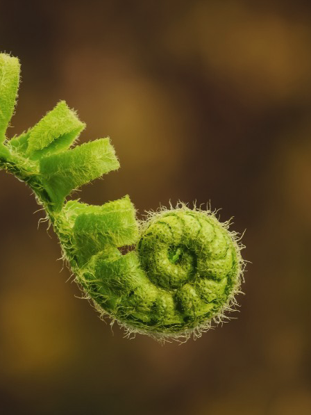 Naheaufnahme eines grünen, spiralförmigen Knospen an einer Pflanze.