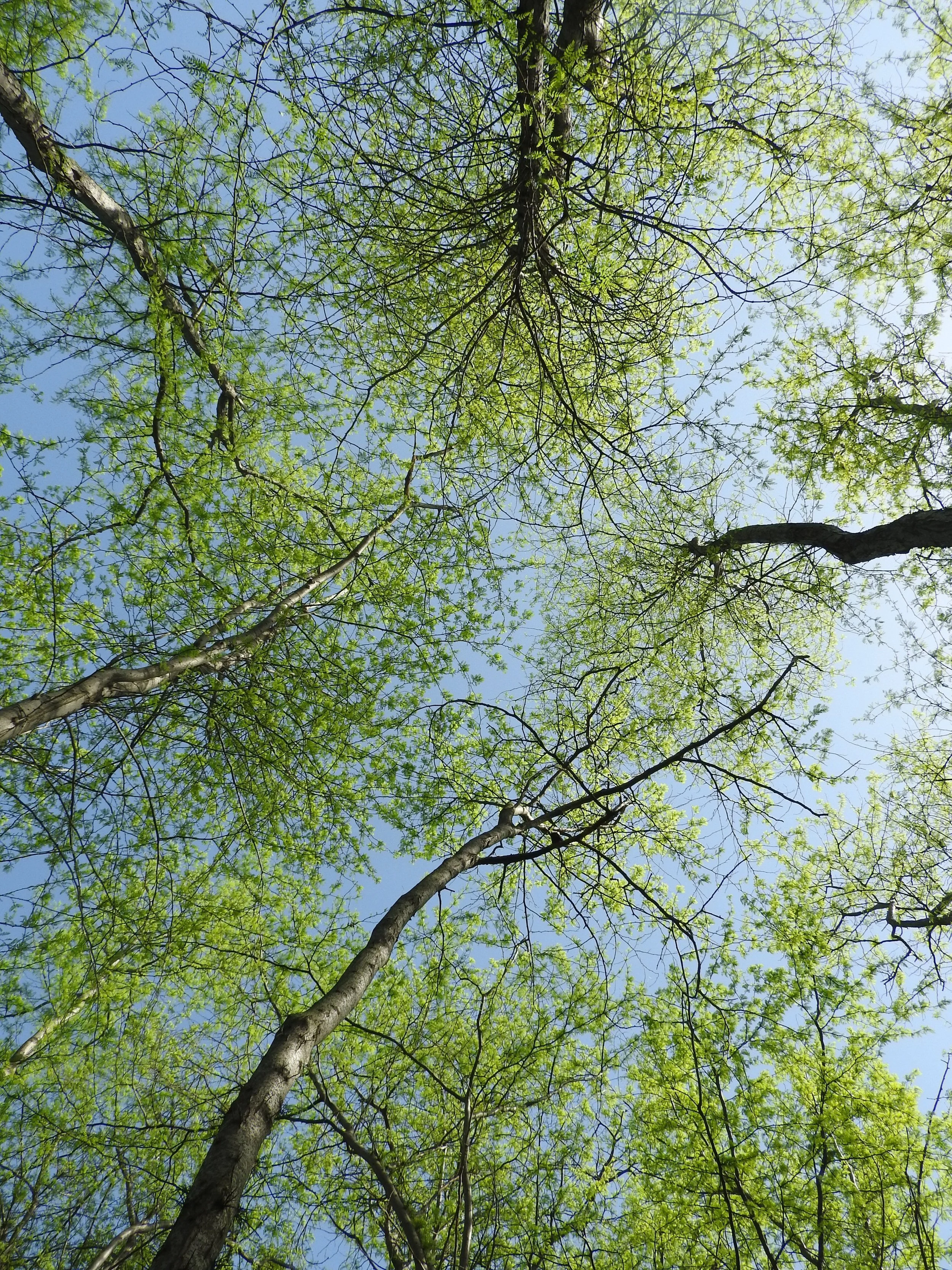Looking up at a bright blue sky through the green leaves and branches of tall trees.