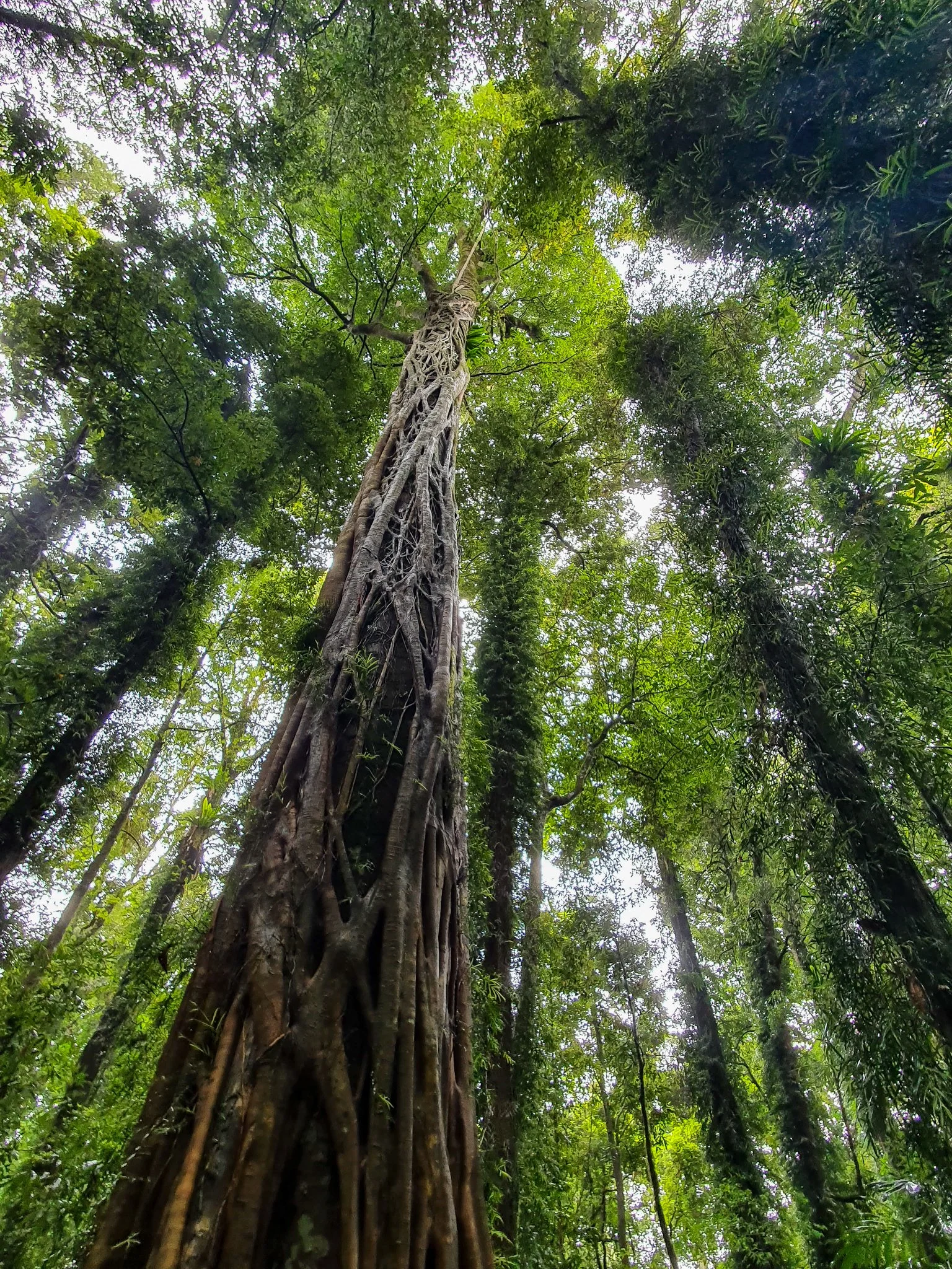 A tall tree in a dense forest with multiple trunks and green leaves, viewed from the ground looking upwards through a canopy of trees.