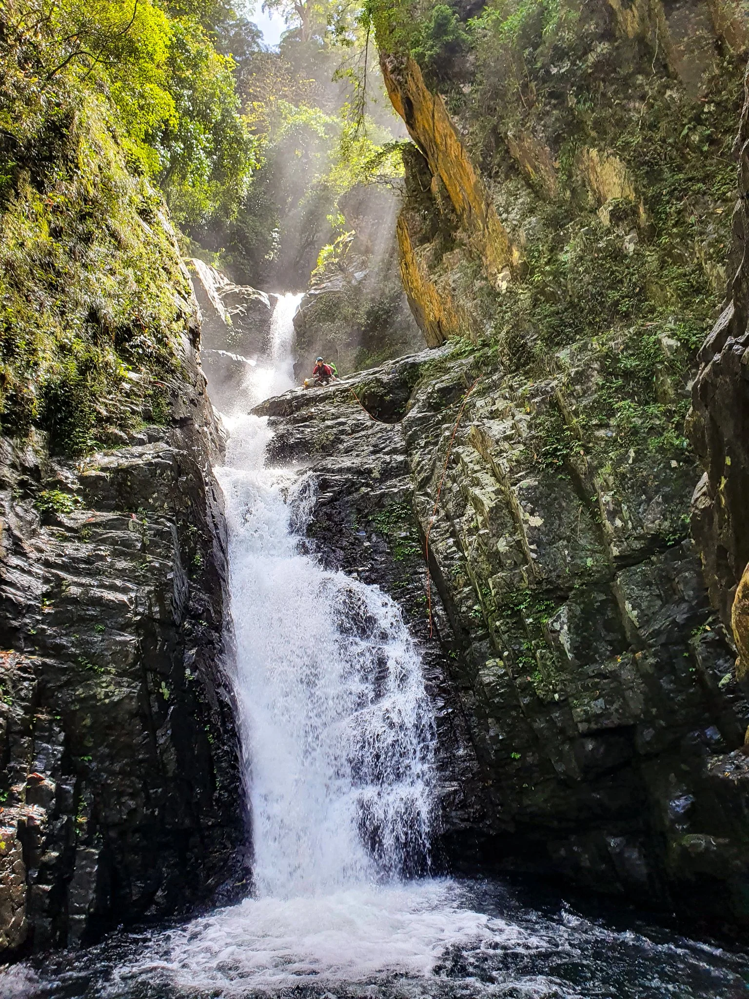 Canyoner descending a waterfall in Rosewood Canyon, surrounded by rainforest.