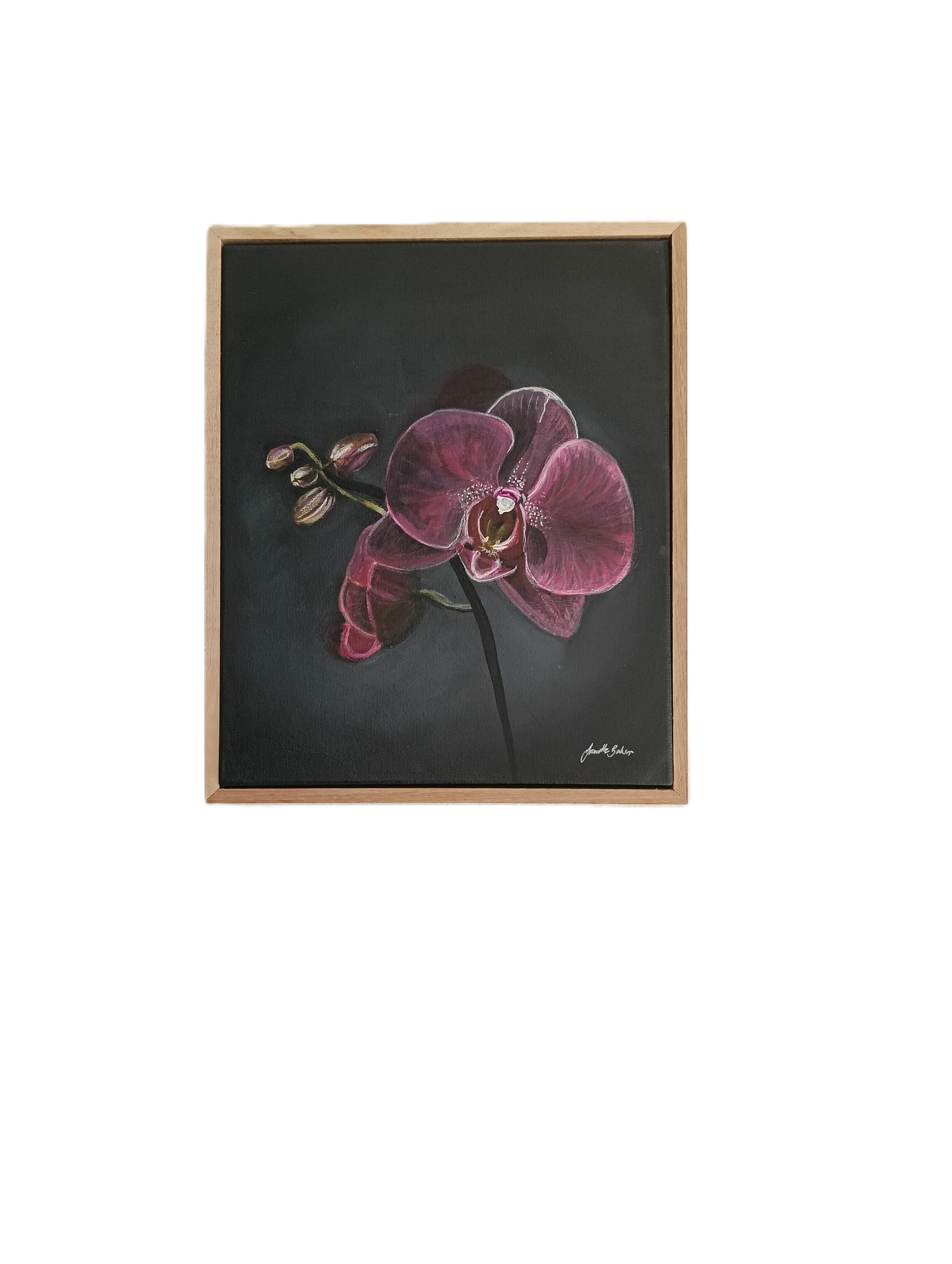 Maroon Orchid.jpg