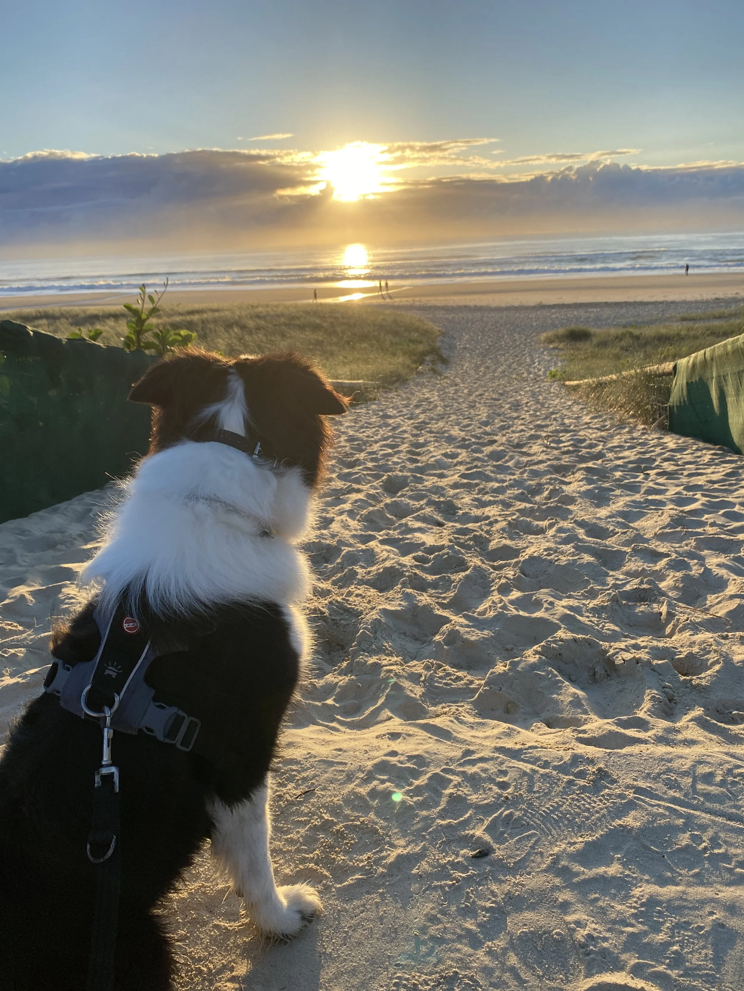 A dog sitting on a sandy beach at sunset, looking toward the ocean and distant horizon with clouds, with a pathway, dunes, and a few people in the background.