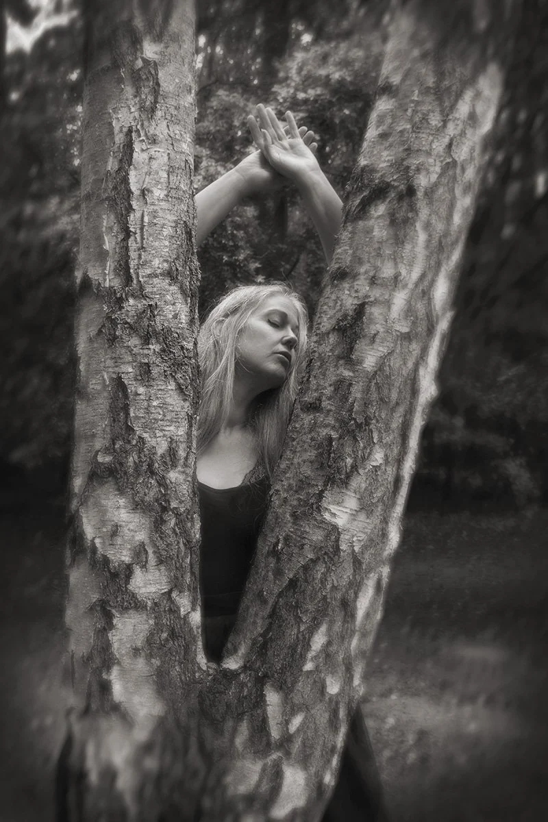 White Birch Nº 3