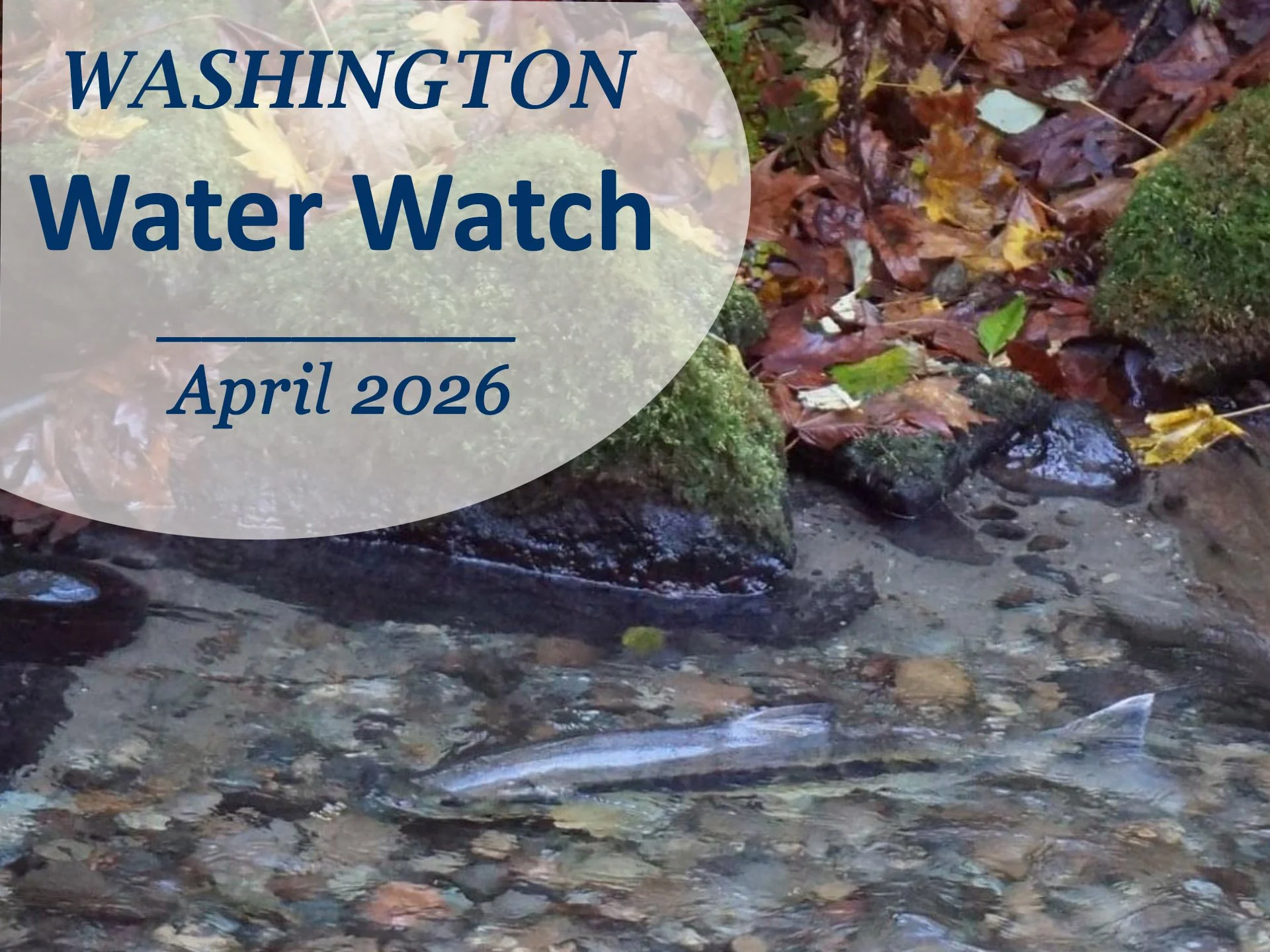 Washington Water Watch – Spring 2026