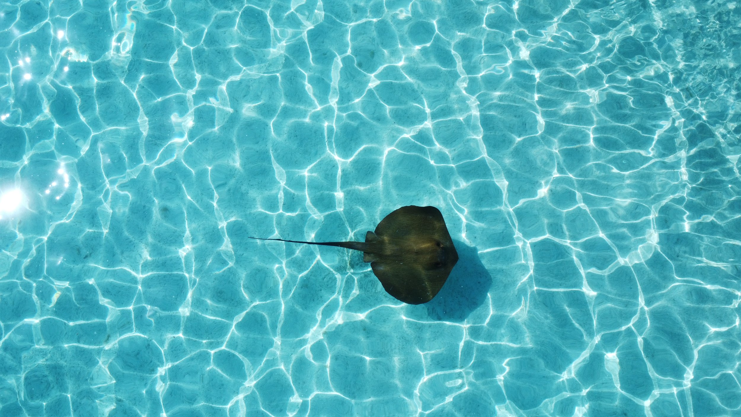 A pool with clear blue water and sunlight reflections. A stingray is swimming near the bottom of the pool.