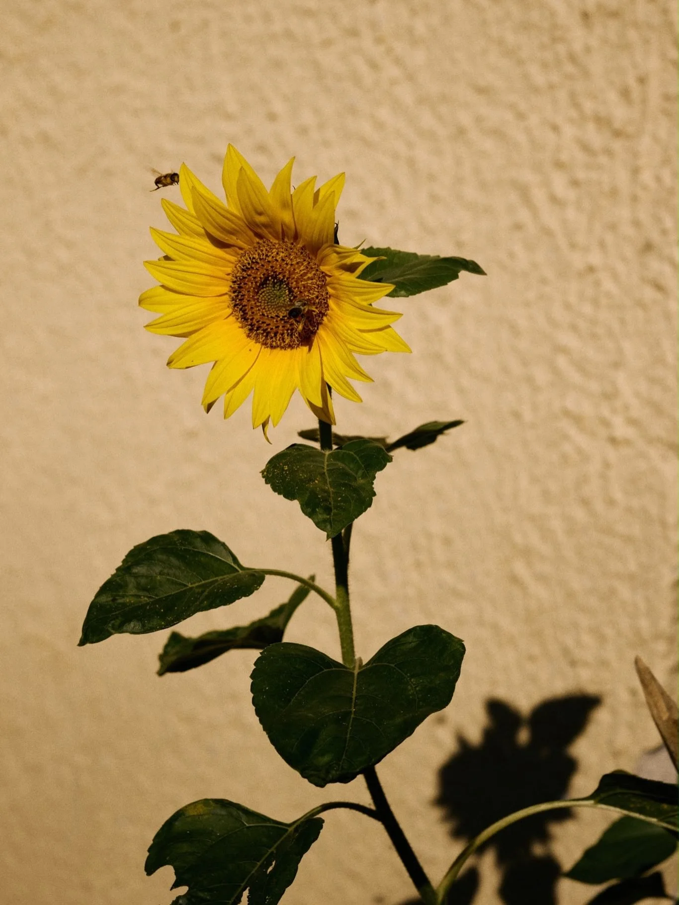 Ohhh Sommer❤️ 

#sommerdahoam #karussellfahrn #halleranger #blumenwiese

🌻-fotos von Meister Lewandowski