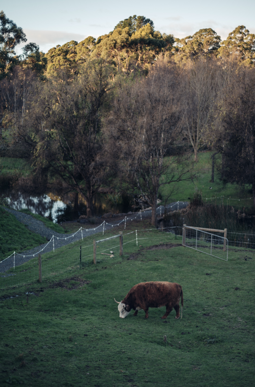 Countrylife_stainglasswindow.png