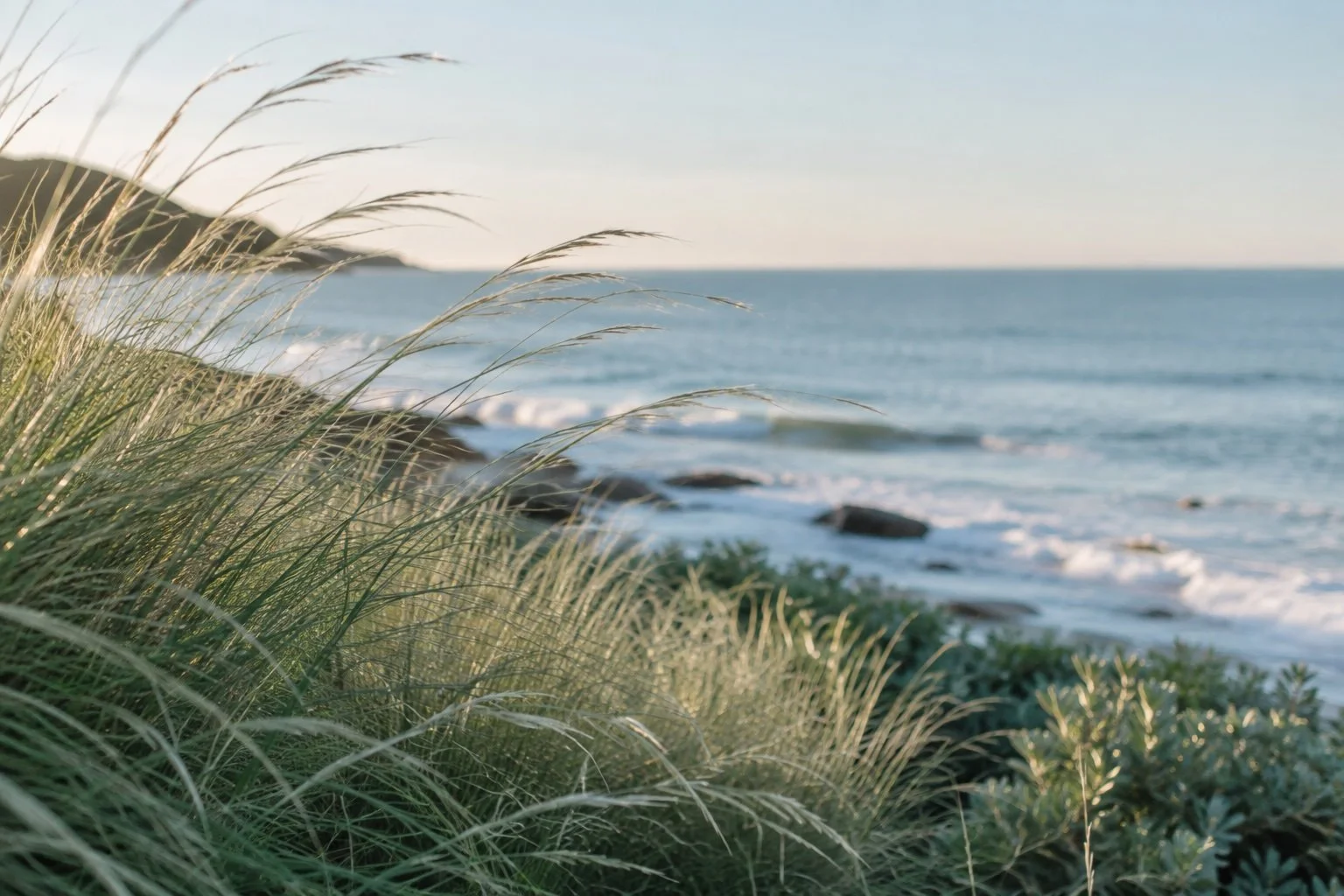 Coastal grasses overlooking the ocean