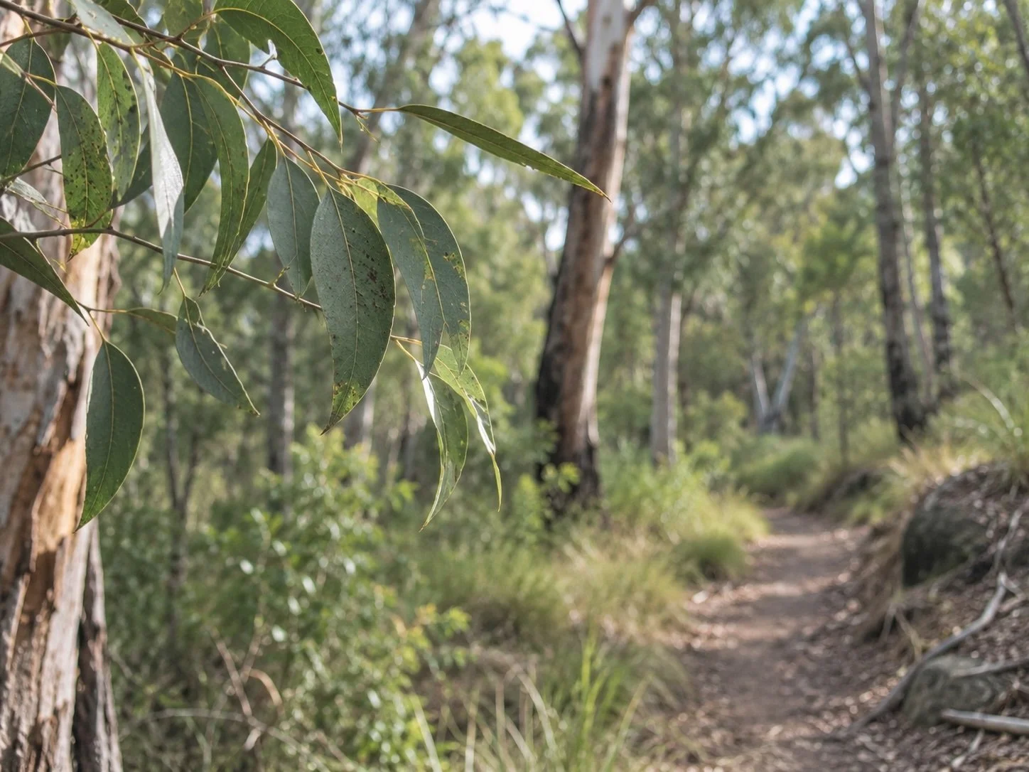 Australian bush walking track surrounded by native tres and grasses