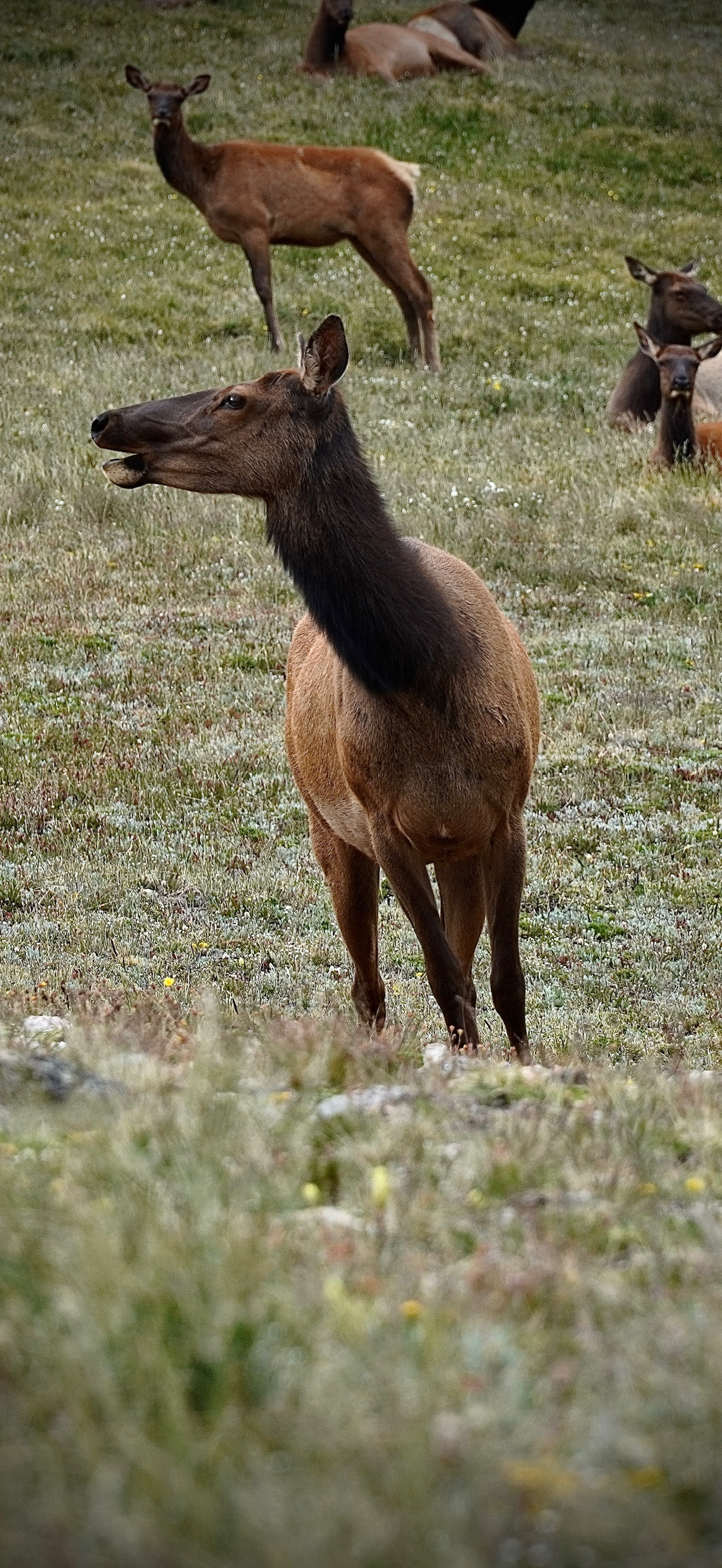 Elk standing in a grassy field with other elk resting in the background.