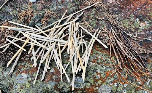 Aseemisen kirjoituksen työvälineitä; luonnosta keräämiäni oksia ja risuja
