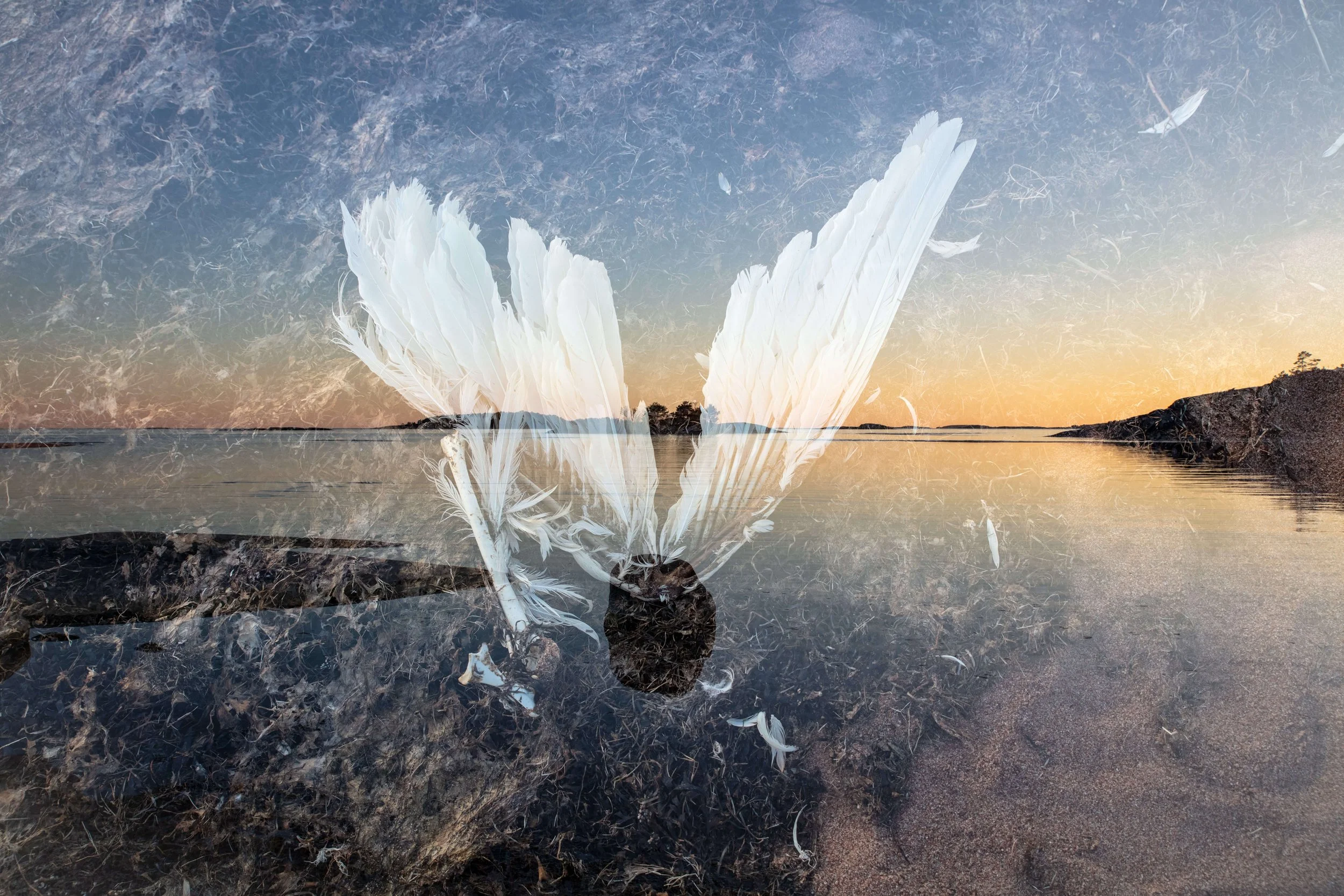 Anima Mundi, 2026