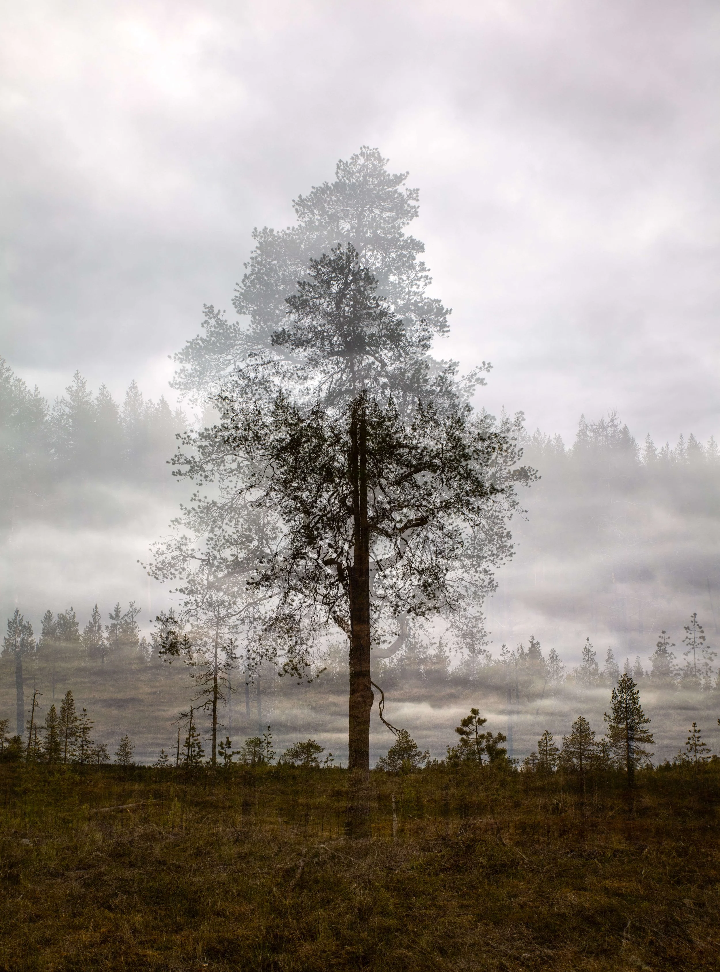 Pyhäpuu, 2026