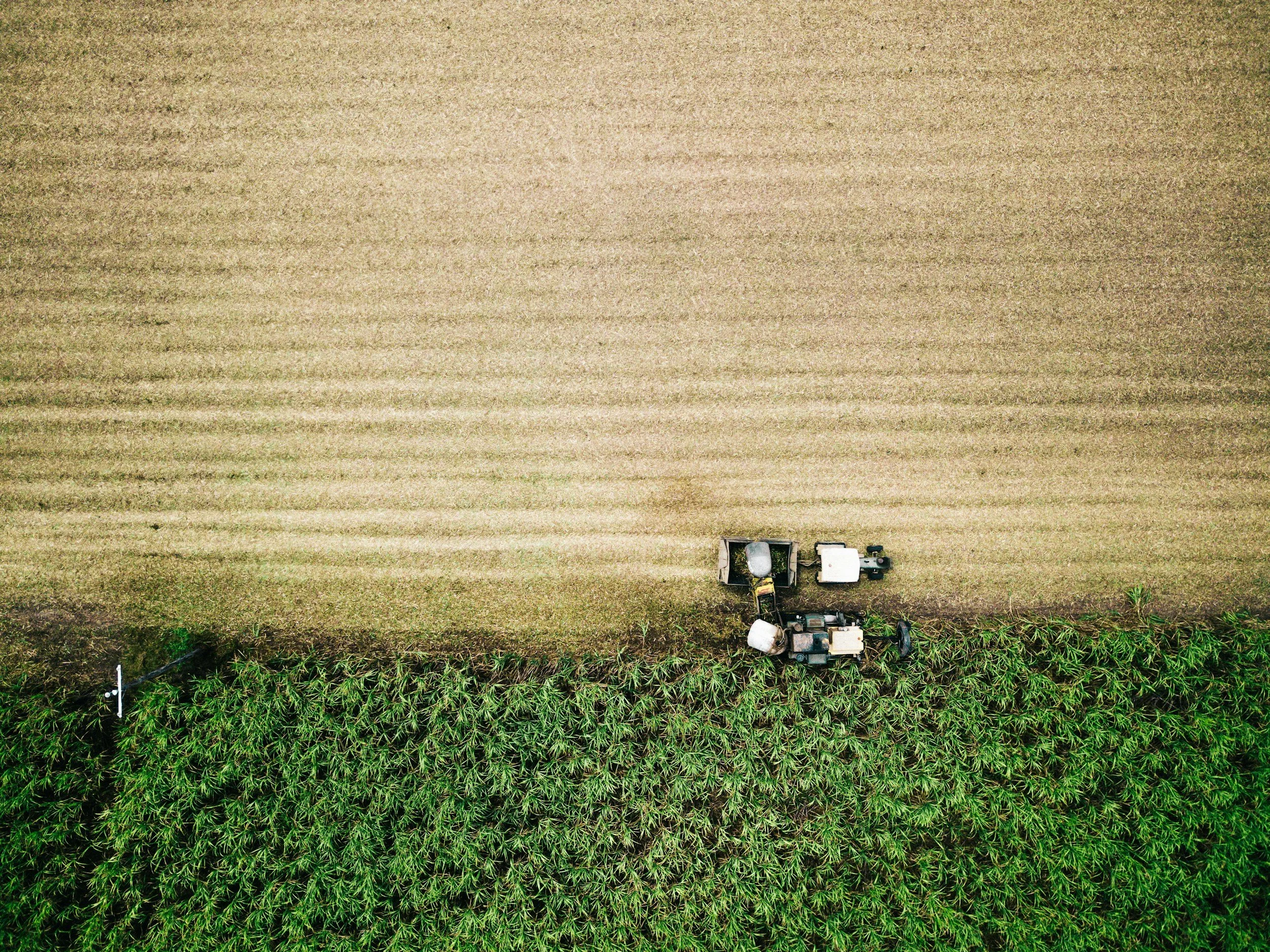 An aerial view of a farm field with a row of cannabis plants along the lower left side, and a large empty wheat or barley field occupying the rest of the image. Two white trucks and farming equipment are parked near the edge of the crop line.
