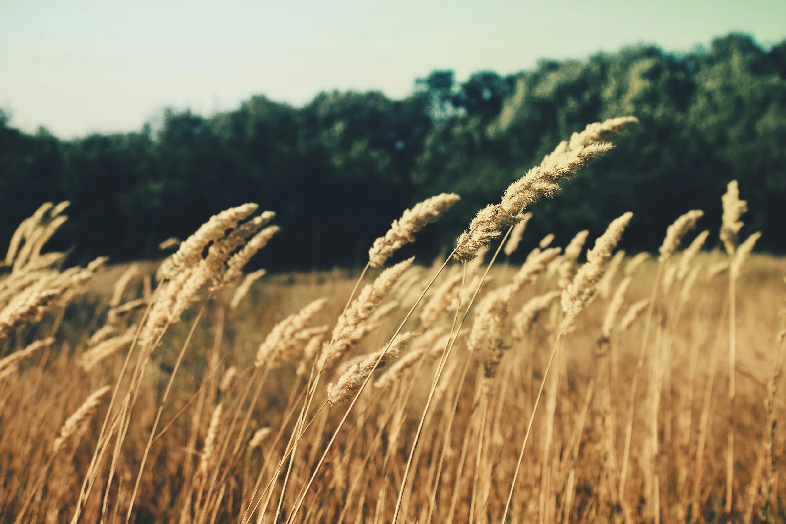Close-up of beige dry grass stalks in a field, with a blurred green treeline in the background under a pale sky.