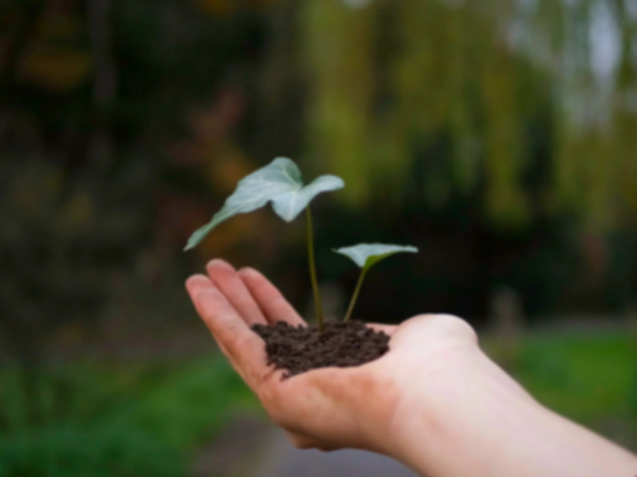 A person holding a handful of dark soil with a small sprouting plant in the soil