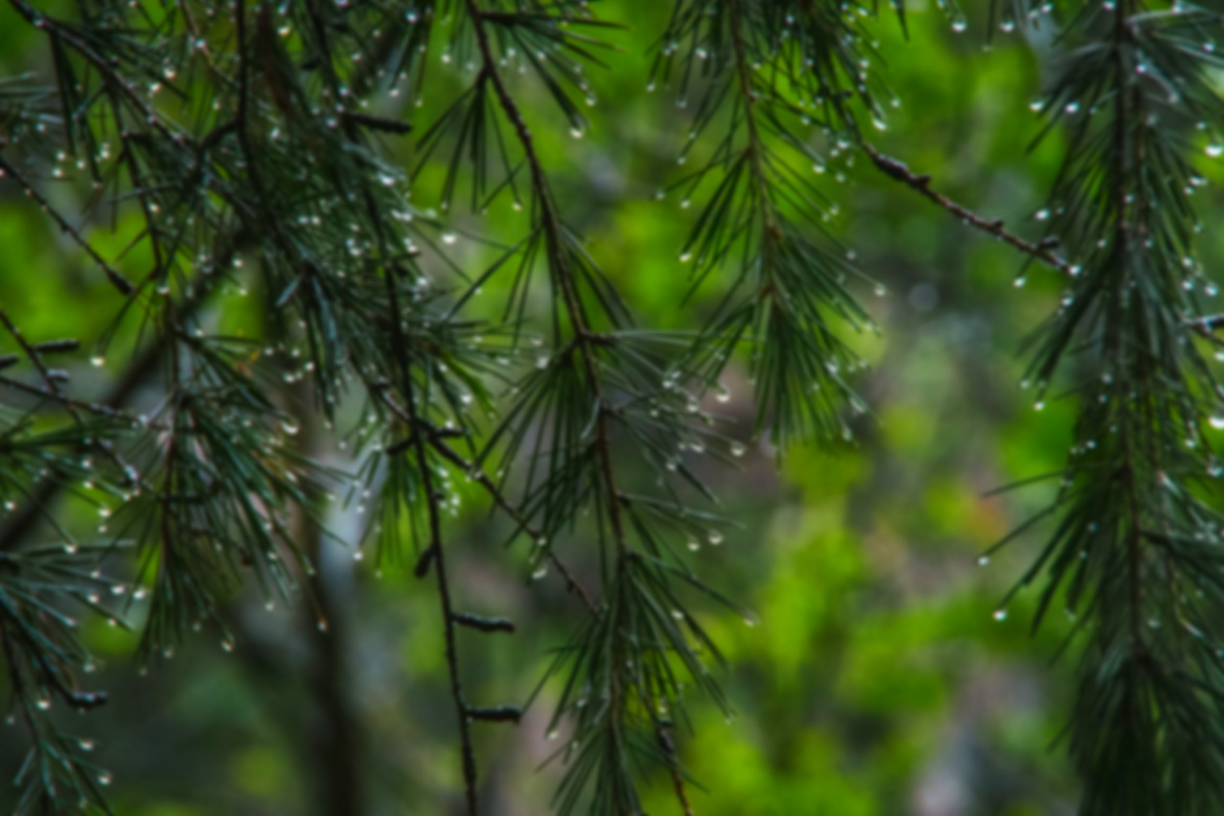Close-up of pine tree branches with green needles and water droplets.