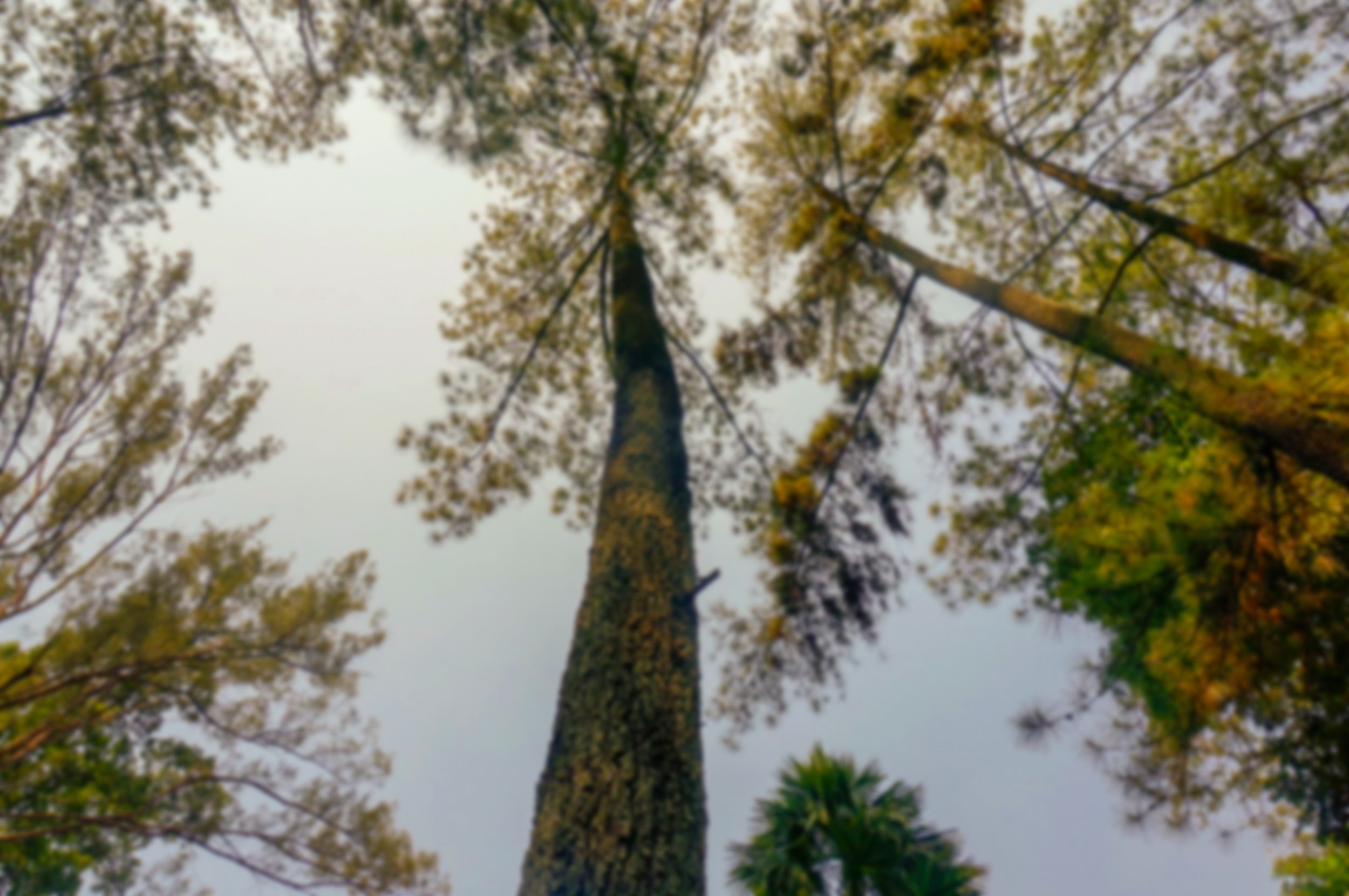Looking up at tall trees with green and yellow leaves during autumn.