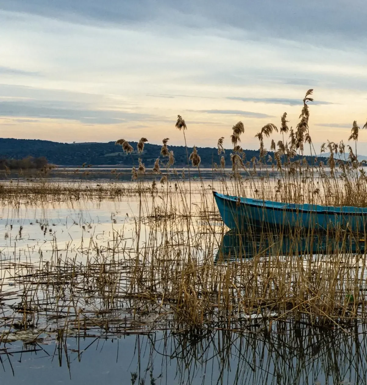 Reed beds and lake landscape surrounding Silverlake in Dorset.