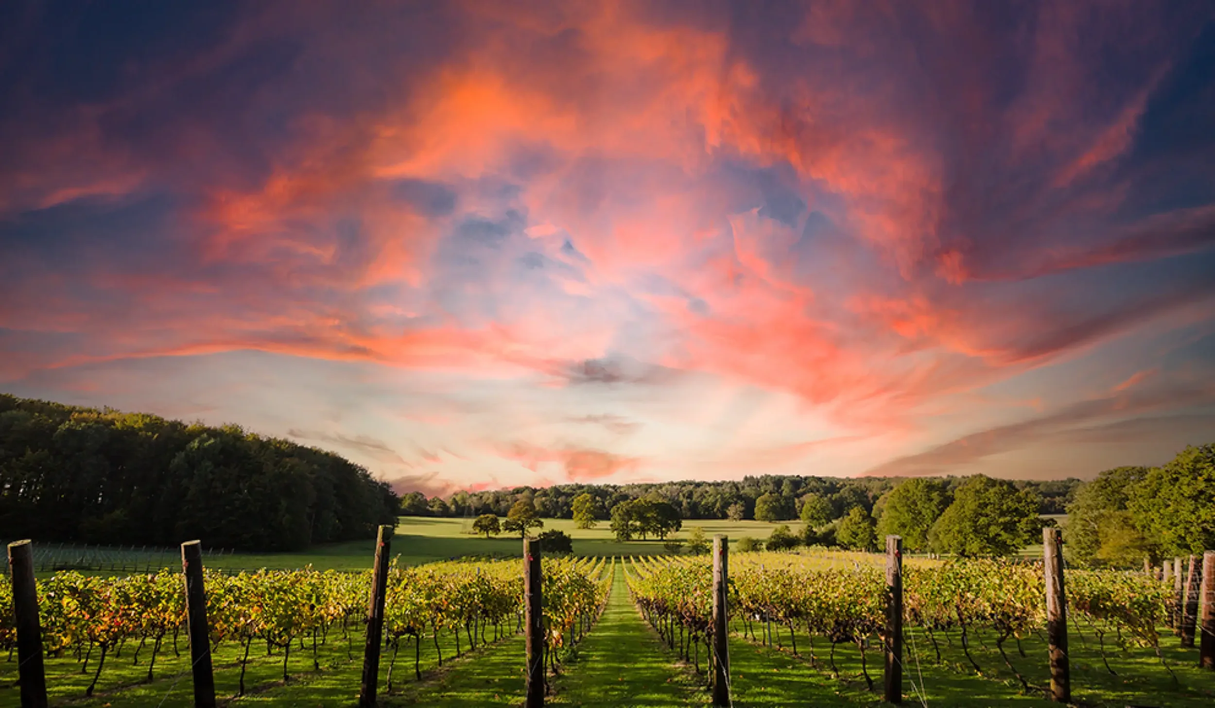 Vineyard rows at sunset overlooking the surrounding countryside and views at Quob Park