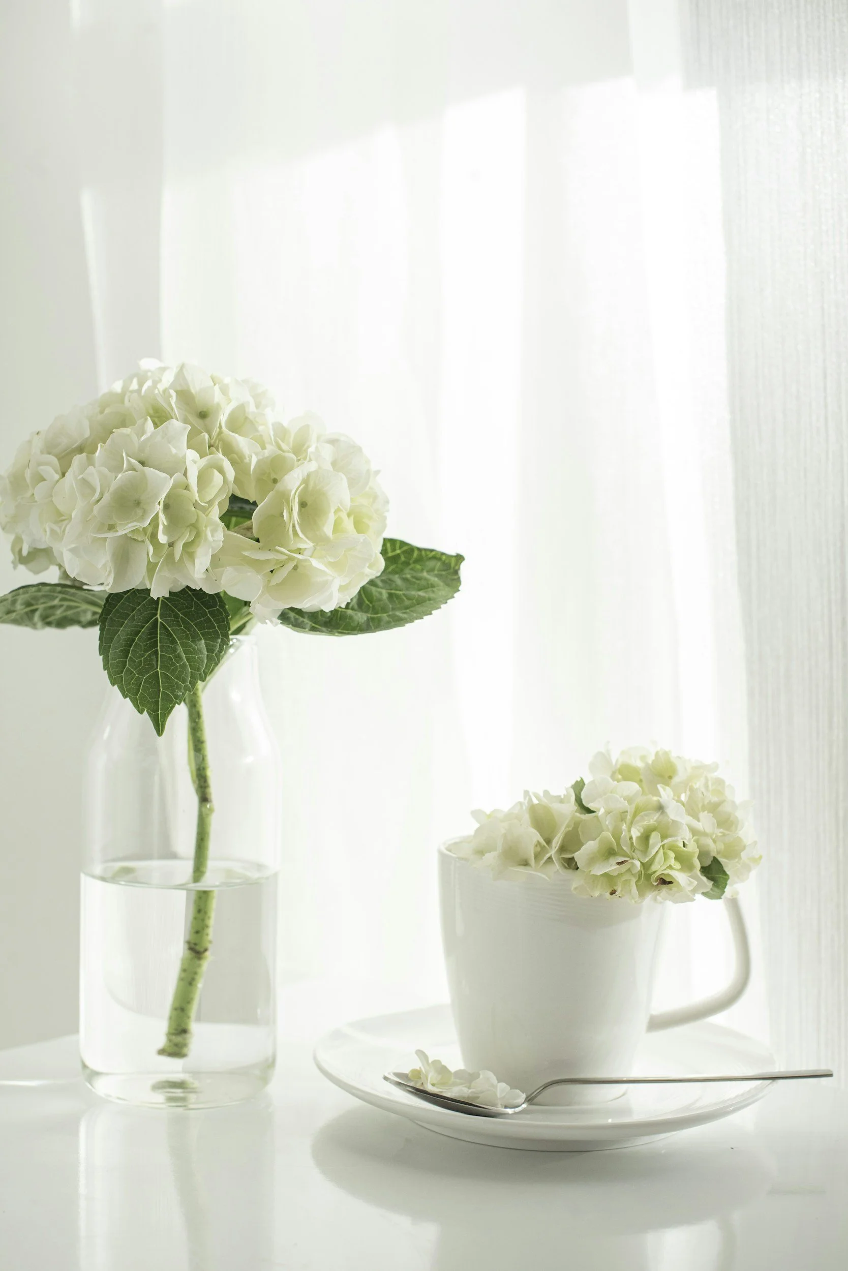 White hydrangea flowers in a clear glass vase behind a white ceramic cup filled with white hydrangea flowers on a white surface, with a spoon holding a single flower petal, all set against a softly lit white curtain background.