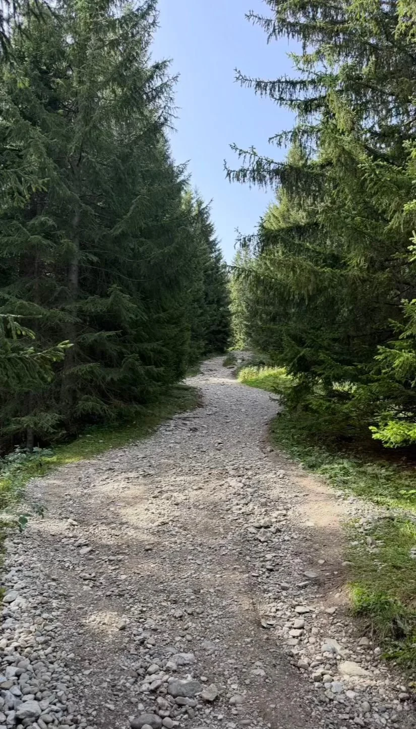 Steiniger Waldweg von der Rohrkopfhütte Richtung Tegelberghaus in Schwangau