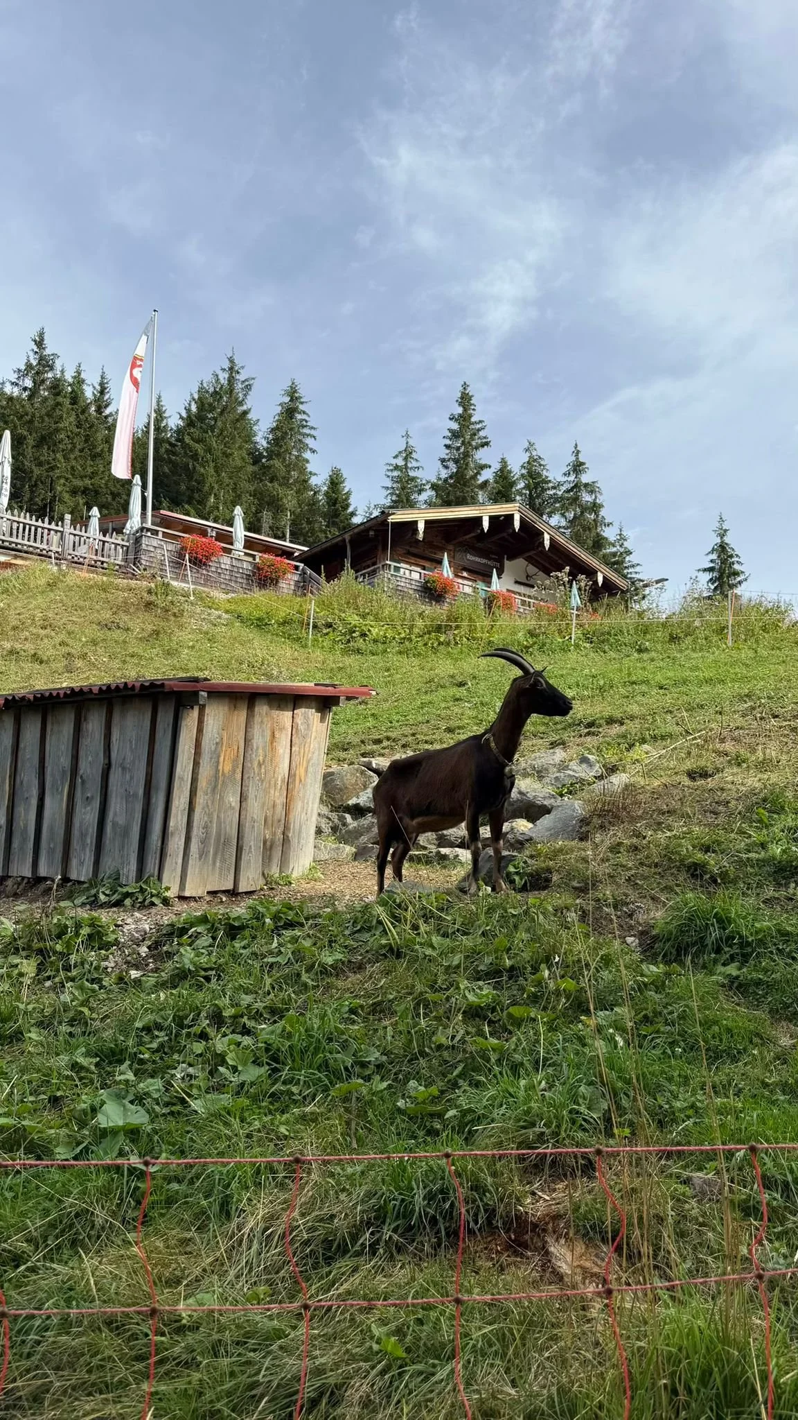 Rohrkopfhütte bei Schwangau im Allgäu mit Ziege und Bergpanorama