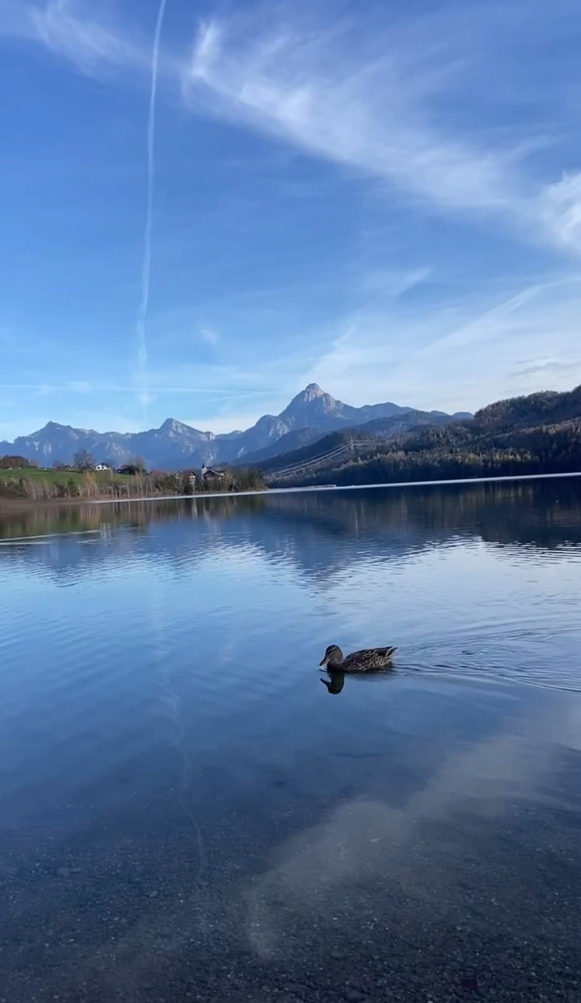 Weißensee bei Füssen im Allgäu mit Bergblick und Ente auf dem See