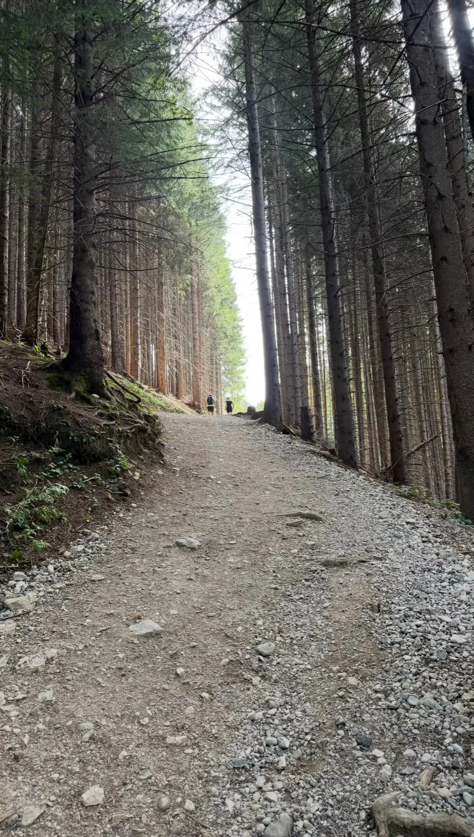 Wanderweg durch den Wald zur Rohrkopfhütte bei Schwangau im Allgäu