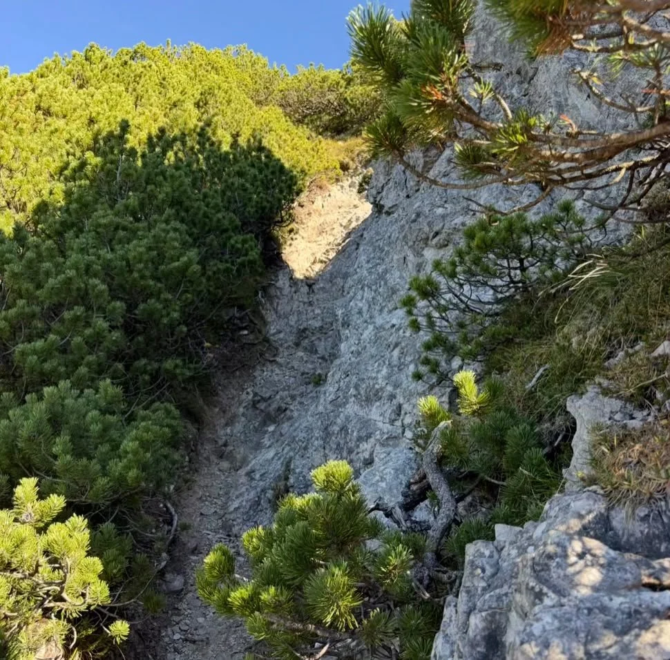Felsiger Wanderweg zwischen Latschen auf der Gipfeltour vom Zunterkopf zur Tauernspitze