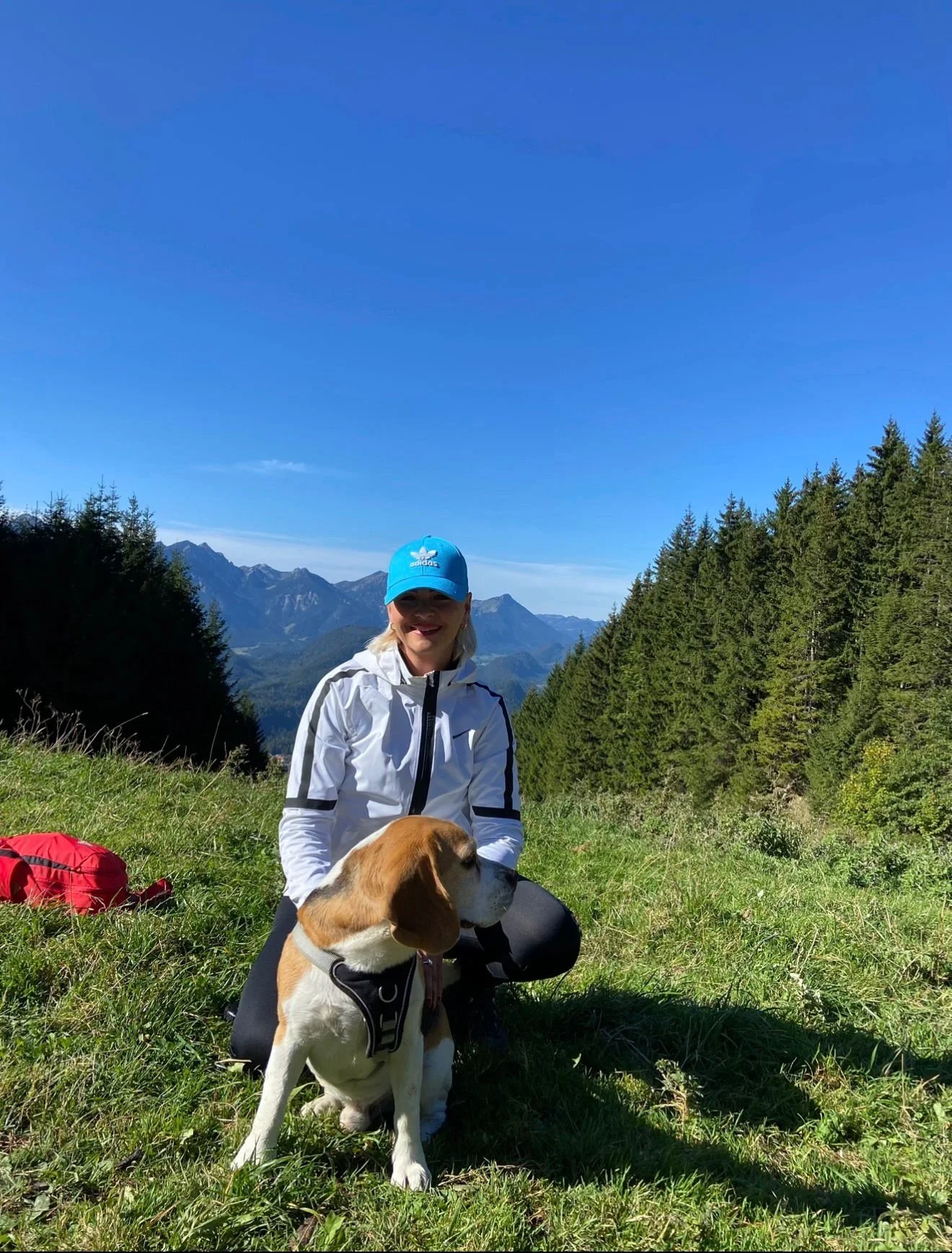 Beagle bei der Rohrkopfhütte bei Schwangau im Allgäu mit Blick auf die Berge