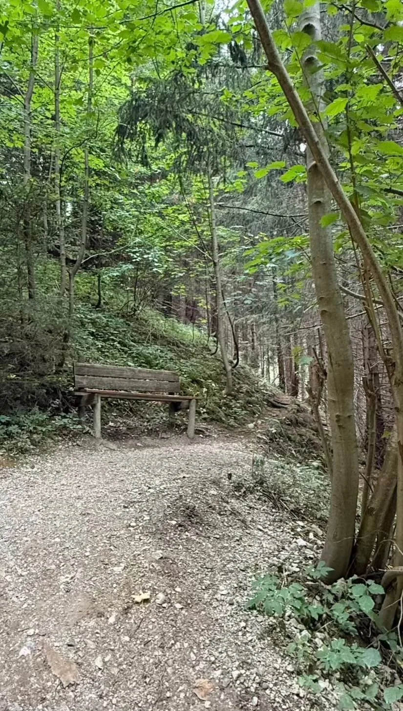 Waldweg zur Rohrkopfhütte am Tegelberg bei Schwangau auf der Wanderung zum Branderschrofen im Allgäu