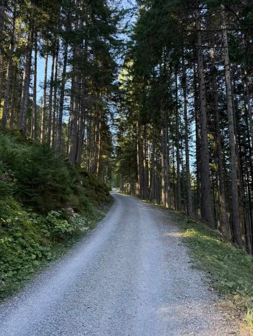 Breiter Schotterweg durch den Wald bei der Wanderung zur Grießbachalm im Lechtal