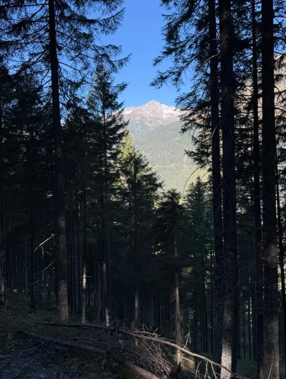 Blick auf die Berge durch den Wald bei der Wanderung zur Grießbachalm im Lechtal