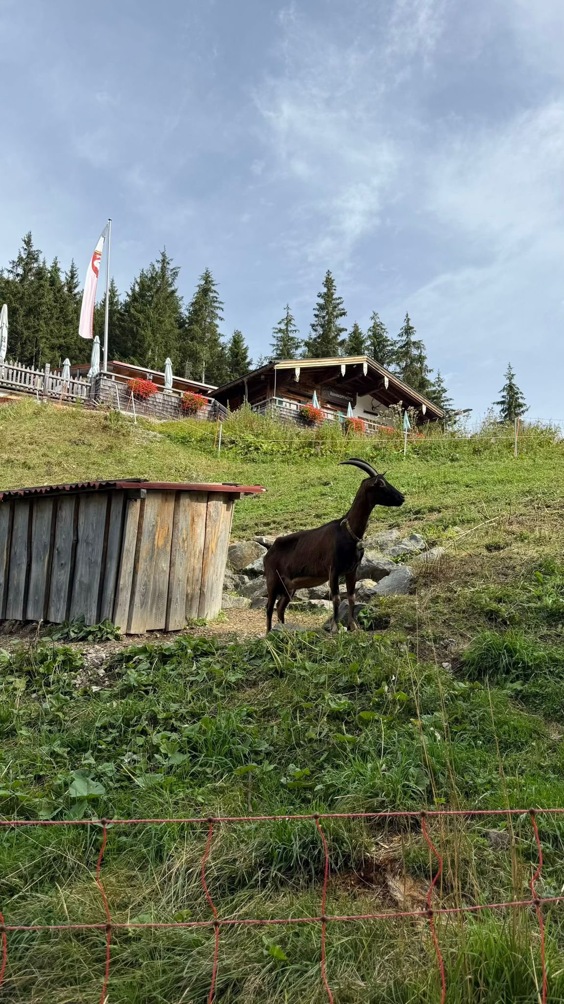 Rohrkopfhütte bei Schwangau im Allgäu mit einer Ziege auf der Wiese