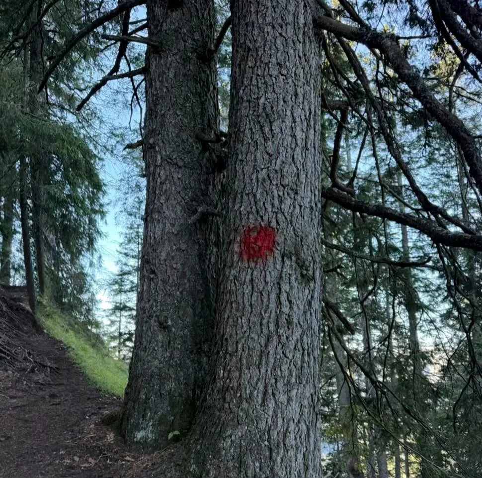Rote Wegmarkierung an einem Baum entlang des Wanderwegs zum Zunterkopf und zur Tauernspitze in Tirol.