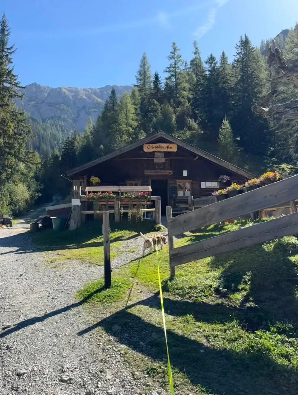 Grießbachalm im Lechtal mit Bergpanorama und Hund