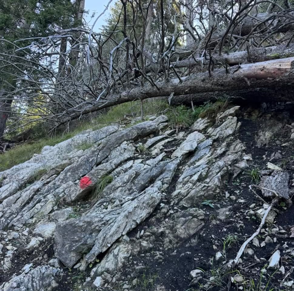 Felsiger, steiler Wanderweg mit roten Markierungen und umgestürzten Bäumen bei der Gipfeltour am Plansee in Tirol.