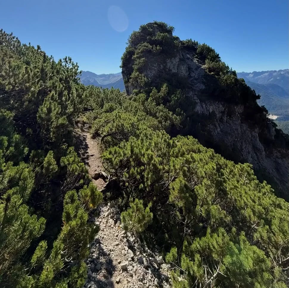 Schmaler Bergpfad durch Latschen mit felsigem Gipfel und Bergpanorama in Tirol.