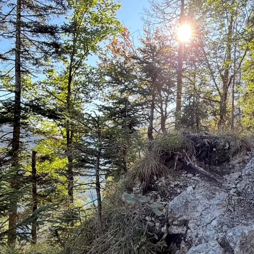 Sonnenschein zwischen den Bäumen auf dem felsigen Wanderweg zum Zunterkopf.