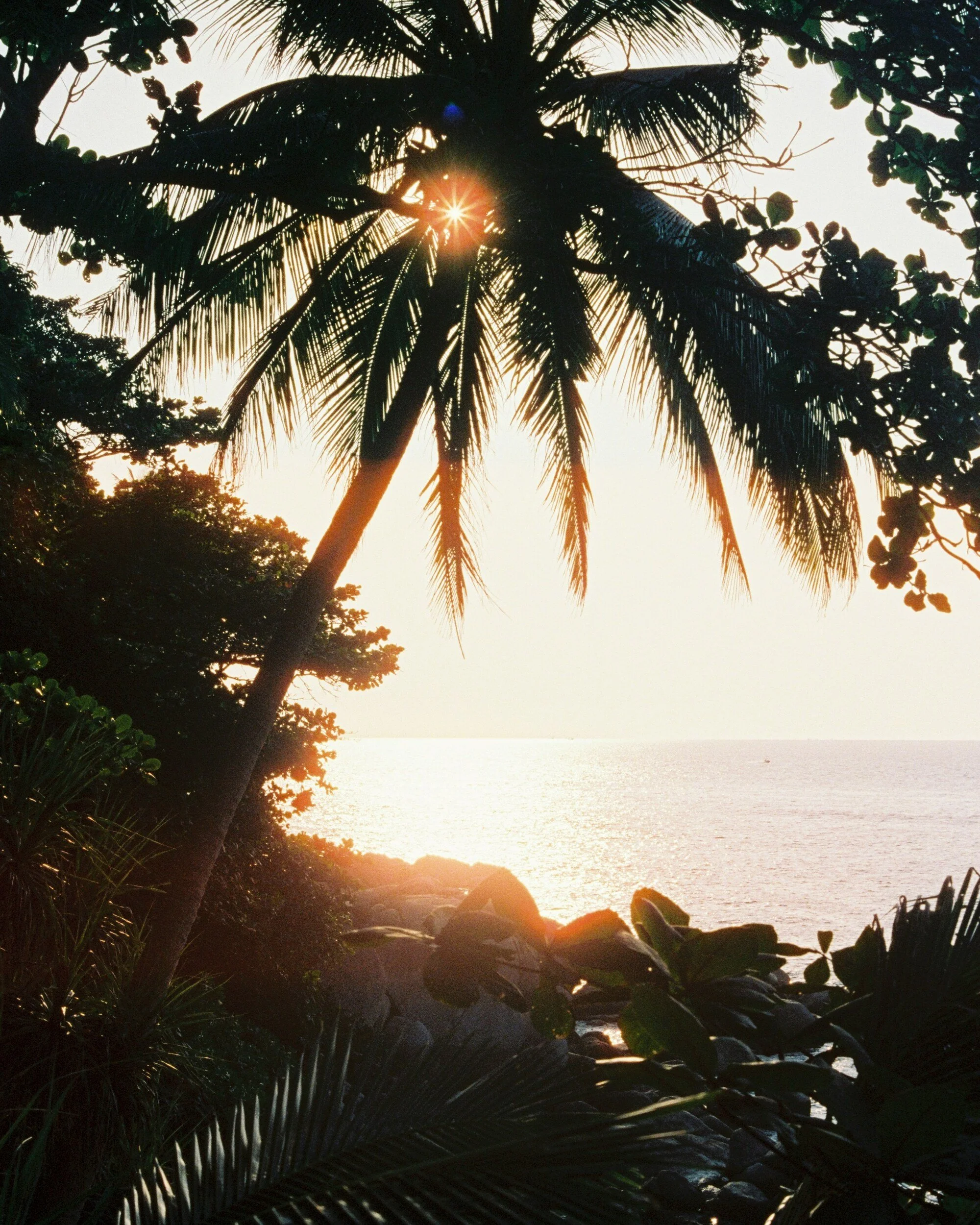 Sunset over the ocean viewed through the silhouette of tropical palm trees with lush foliage.