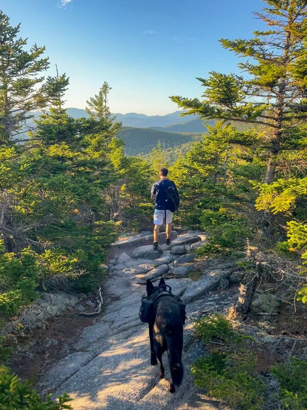 A person hiking with a black dog on a rocky trail through a forest of green pine trees, with mountain ranges in the distance under a blue sky.