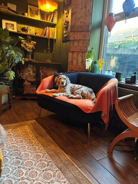 A dog lying on a pink and black couch in a cozy living room with wooden floors, a large window, and bookshelves.