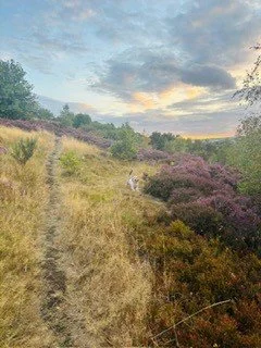 A nature trail with grassy and purple-flowered bushes, a narrow dirt path, and a small dog walking along the path at sunset.