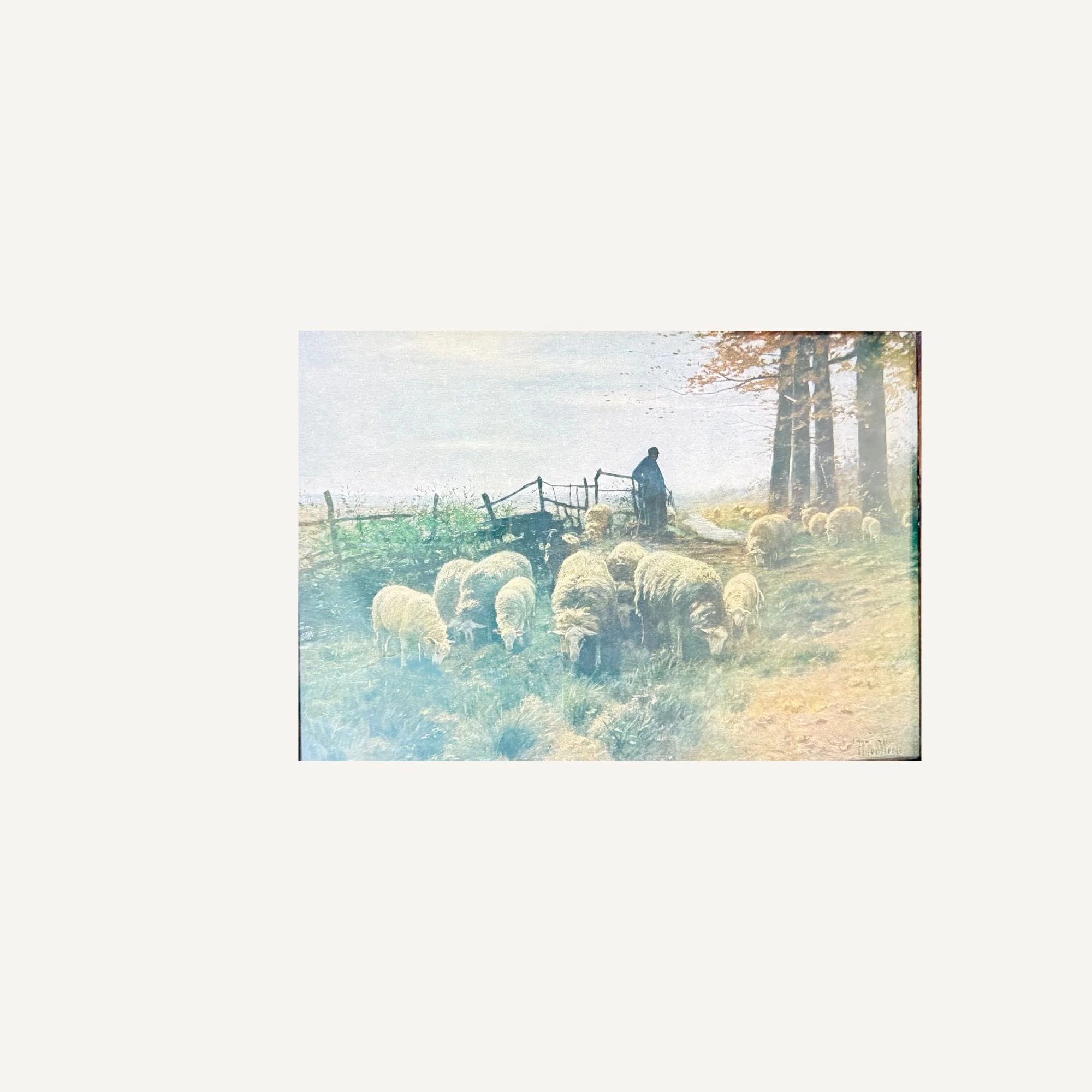 Sheep 3.jpg