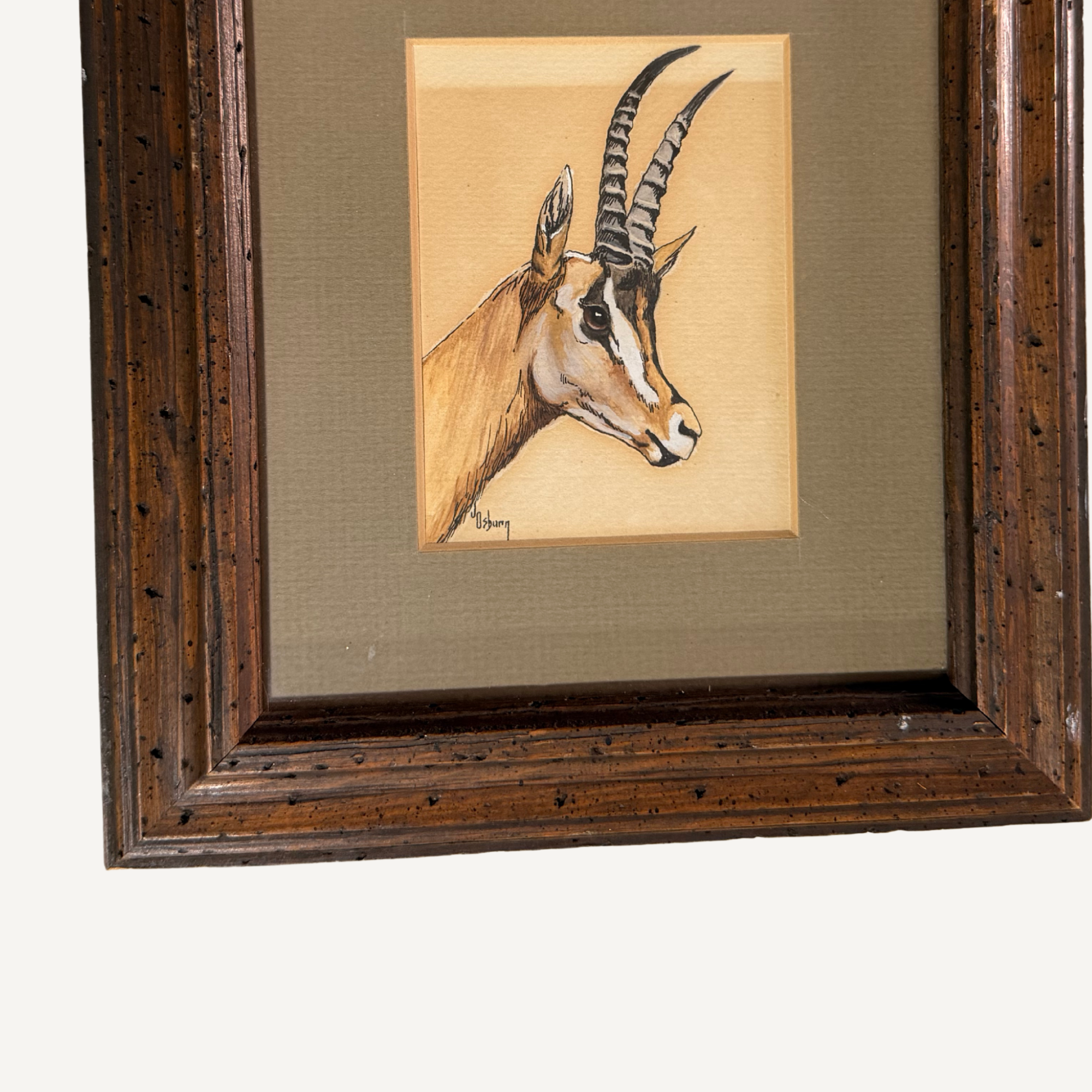 J osburn Gazelle 3.png