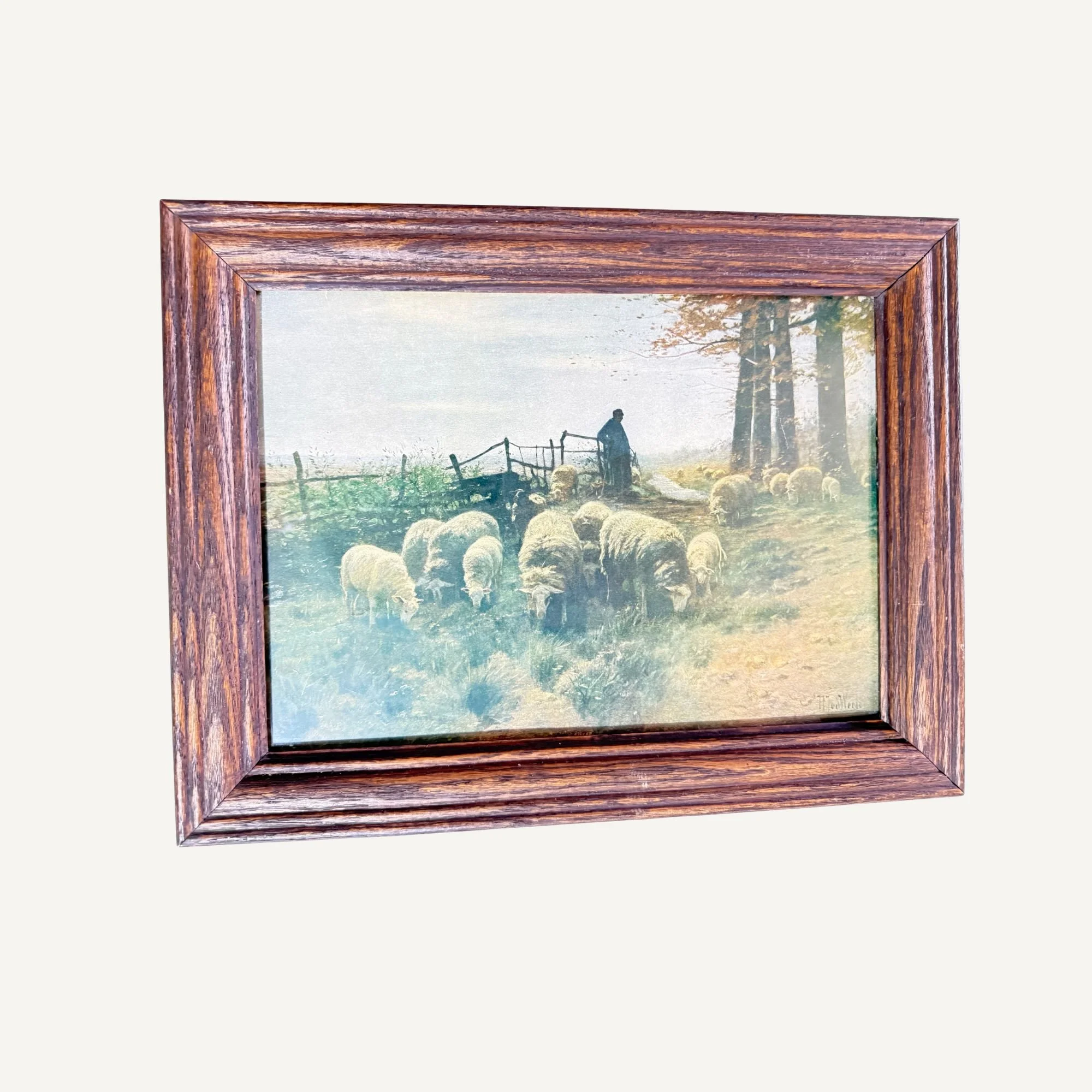 Sheep 5.jpg