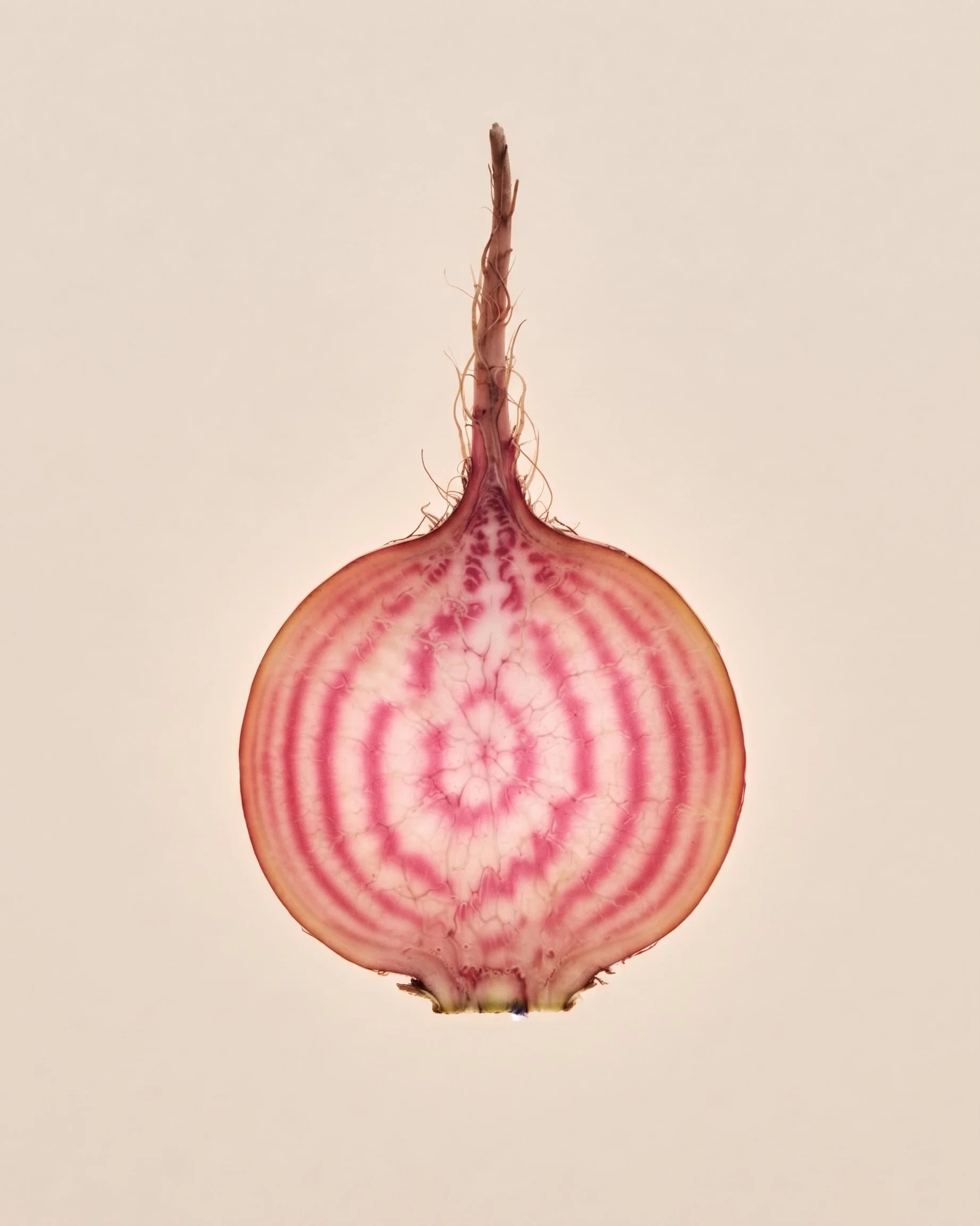 Une tranche de radis coupée en deux, montrant sa chair rose avec des veines blanches et un motif intérieur circulaire.