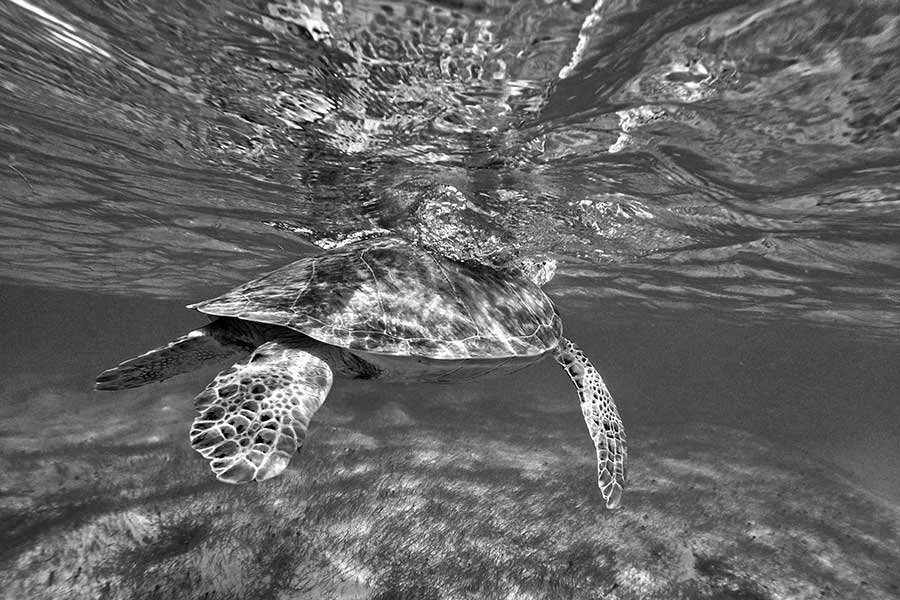 STBARTH_ANGUILLA_01868.jpg